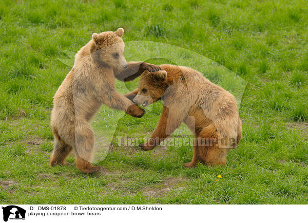 spielende Europische Braunbren / playing european brown bears / DMS-01878