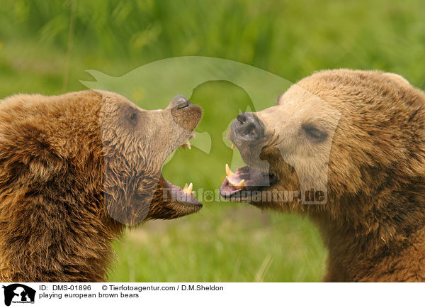spielende Europische Braunbren / playing european brown bears / DMS-01896