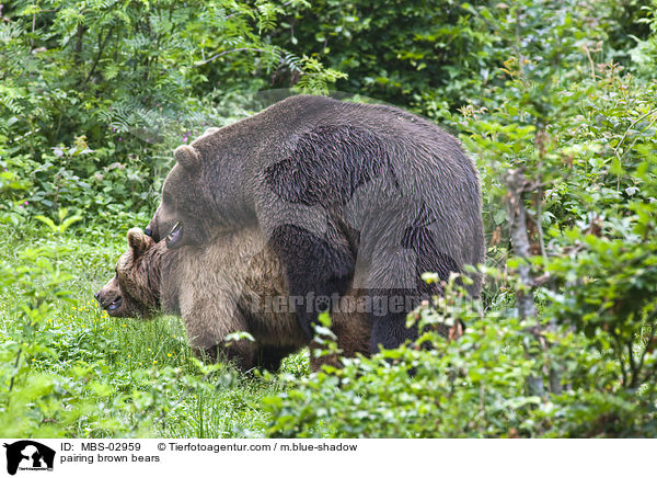 Europischer Braunbren bei der Paarung / pairing brown bears / MBS-02959