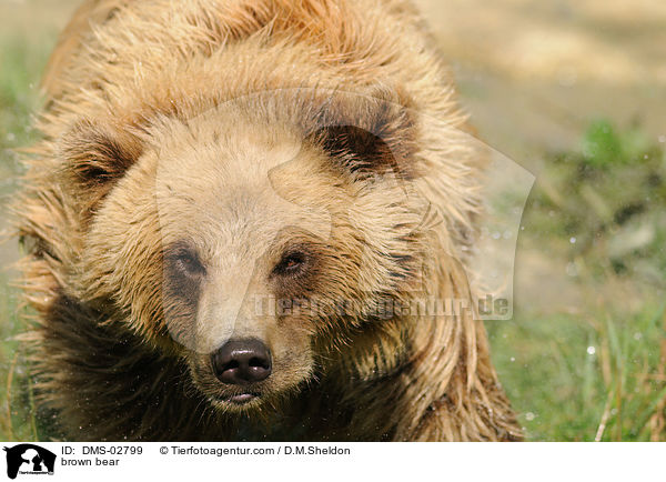 Europischer Braunbr / brown bear / DMS-02799