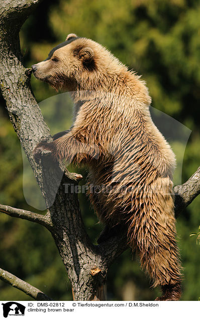 kletternder Europischer Braunbr / climbing brown bear / DMS-02812