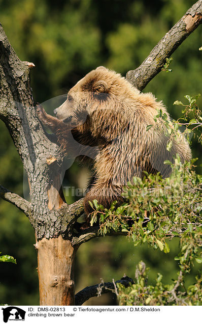 kletternder Europischer Braunbr / climbing brown bear / DMS-02813