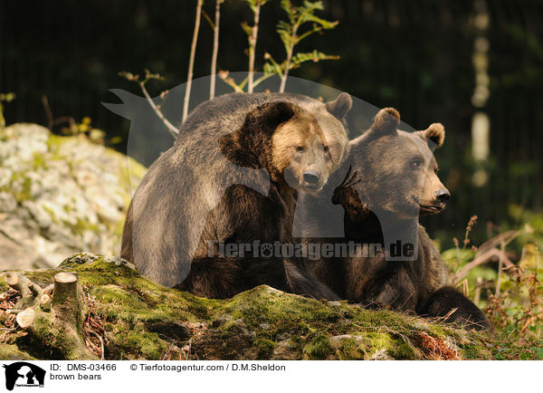 Europischer Braunbren / brown bears / DMS-03466