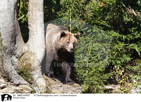 Europischer Braunbr / brown bear / MBS-04607