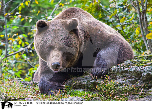 brown bear / MBS-04615