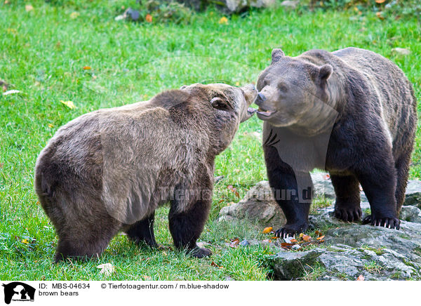 brown bears / MBS-04634