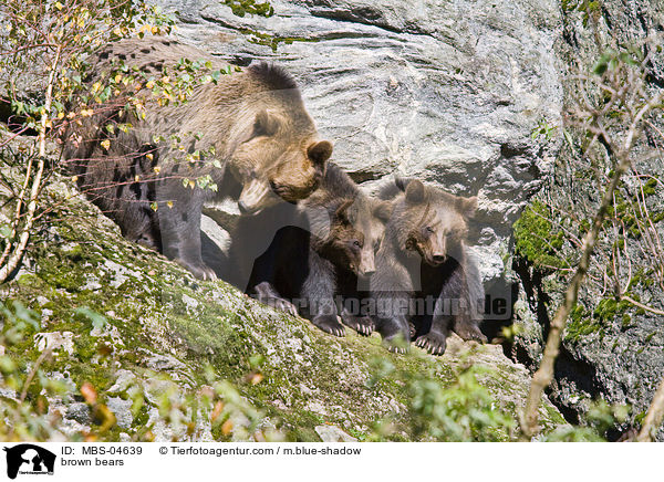 brown bears / MBS-04639