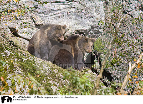 brown bears / MBS-04640