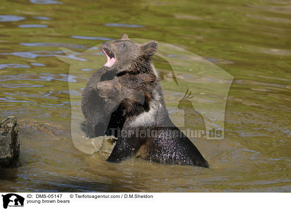 young brown bears / DMS-05147