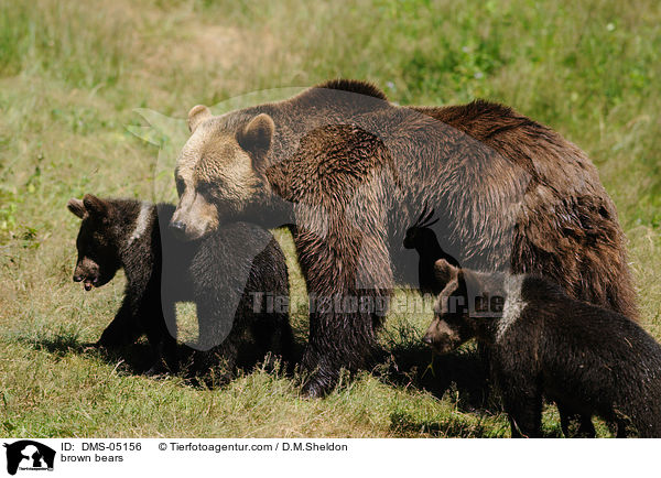 brown bears / DMS-05156