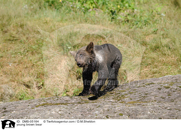 young brown bear / DMS-05164