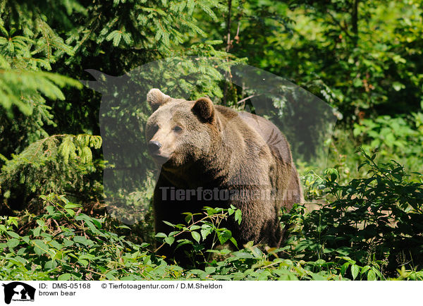 brown bear / DMS-05168