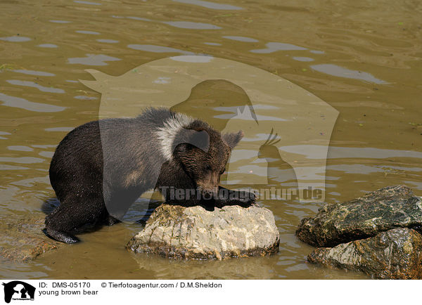 young brown bear / DMS-05170