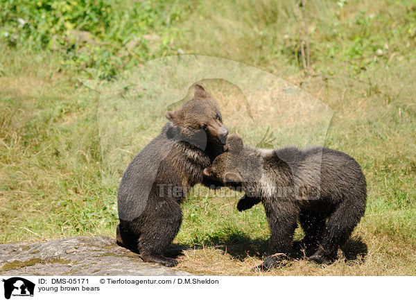 young brown bears / DMS-05171