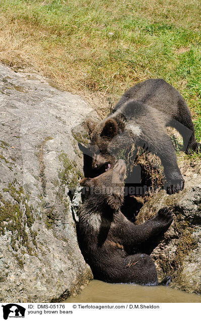 young brown bears / DMS-05176