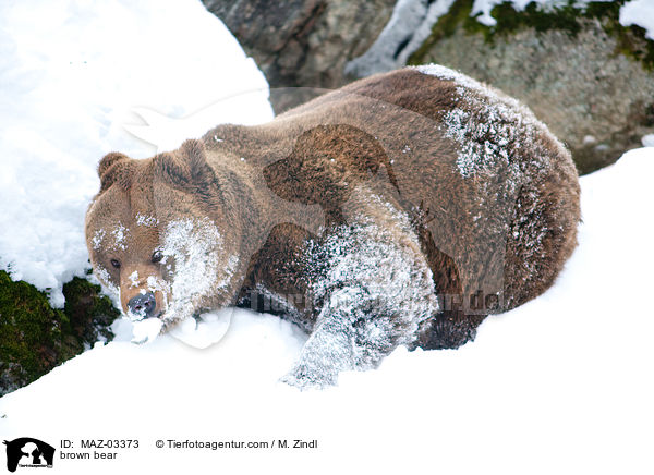 brown bear / MAZ-03373