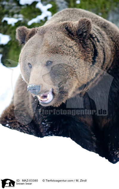 brown bear / MAZ-03380