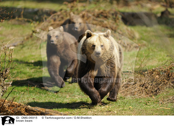 Europische Braunbren / brown bears / DMS-06915