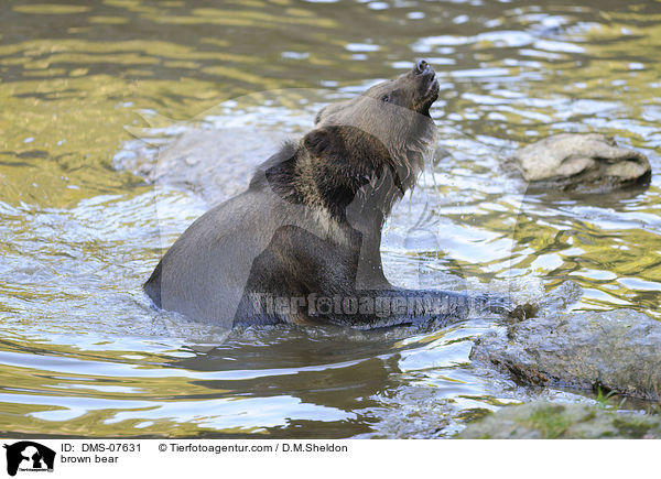 Europischer Braunbr / brown bear / DMS-07631