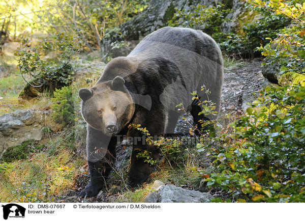 brown bear / DMS-07667