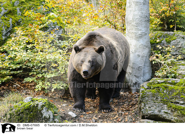 Europischer Braunbr / brown bear / DMS-07685