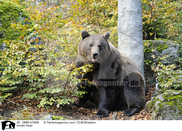 Europischer Braunbr / brown bear / DMS-07686