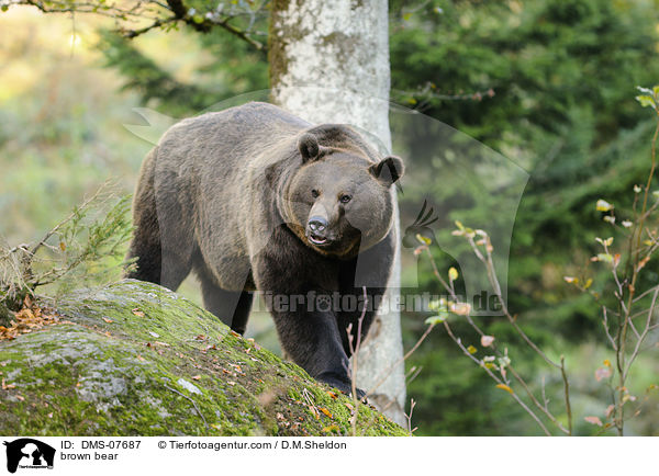 brown bear / DMS-07687