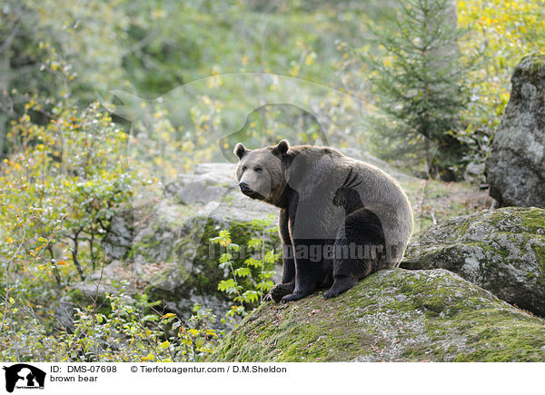 brown bear / DMS-07698