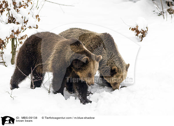 Europische Braunbren / brown bears / MBS-09138