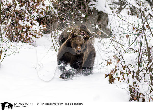 Europischer Braunbr / brown bear / MBS-09144