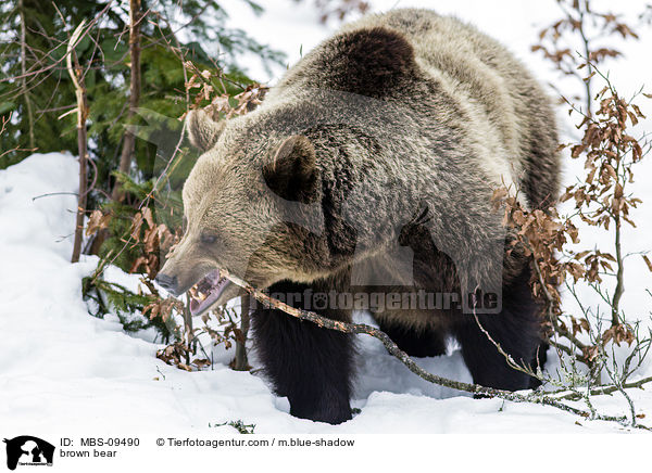 Europischer Braunbr / brown bear / MBS-09490