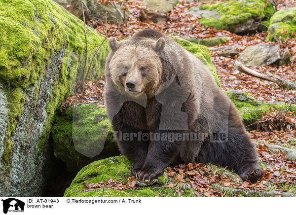 Europischer Braunbr / brown bear / AT-01943