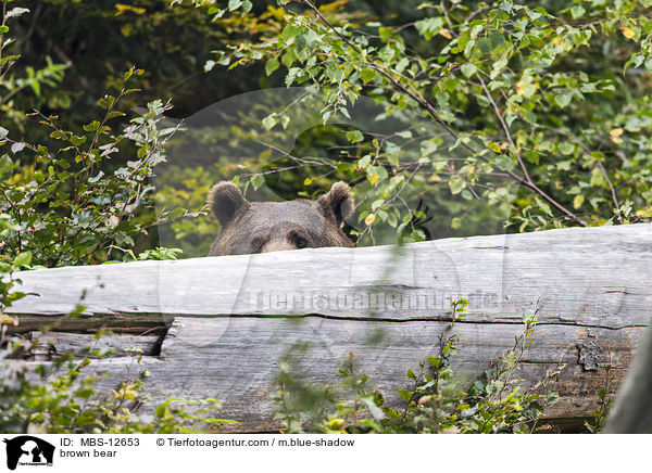 Europischer Braunbr / brown bear / MBS-12653