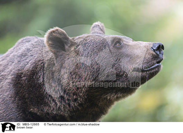 Europischer Braunbr / brown bear / MBS-12665