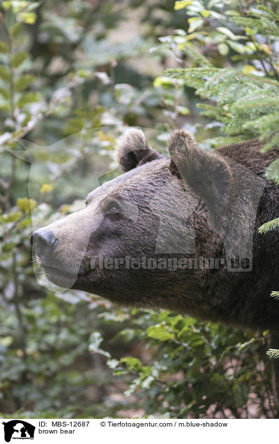 brown bear / MBS-12687