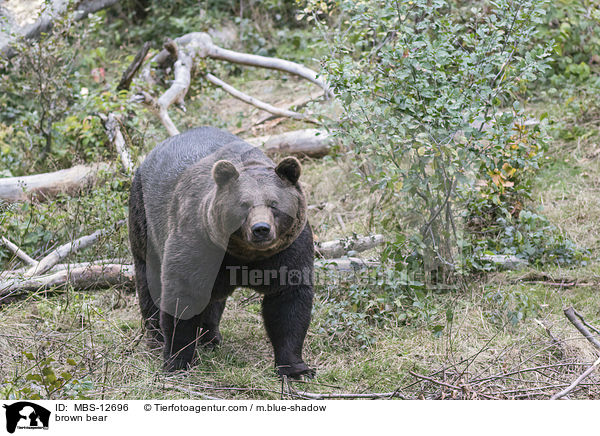 brown bear / MBS-12696