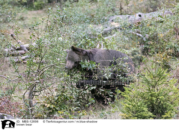 brown bear / MBS-12698