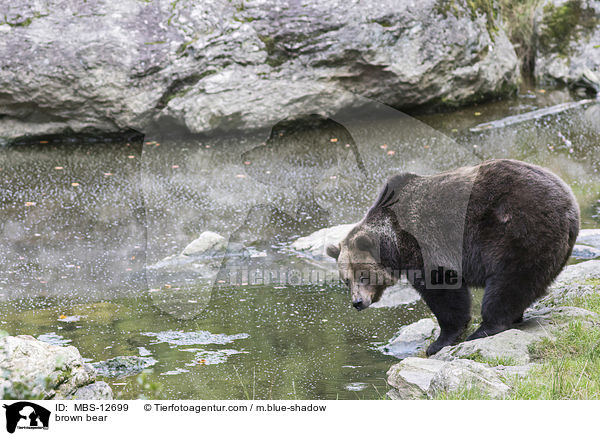 brown bear / MBS-12699