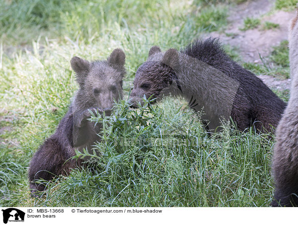 Europische Braunbren / brown bears / MBS-13668