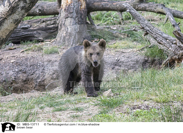 brown bear / MBS-13711