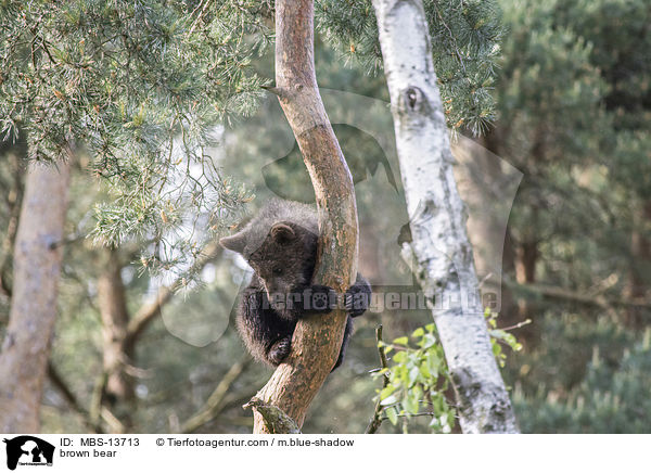 Europischer Braunbr / brown bear / MBS-13713