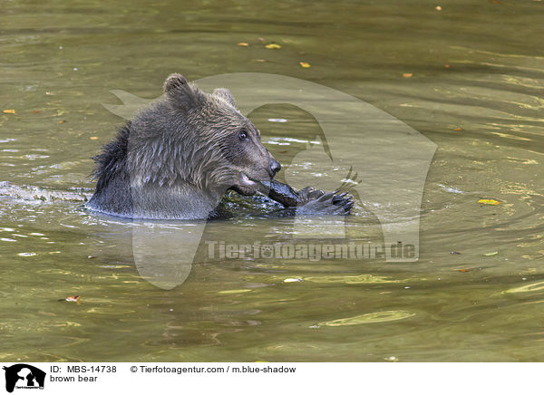 Europischer Braunbr / brown bear / MBS-14738