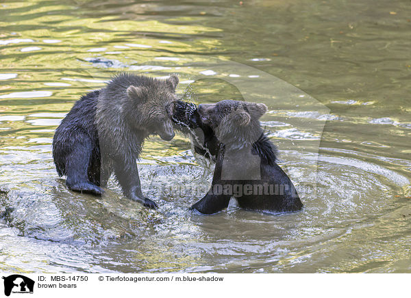 Europische Braunbren / brown bears / MBS-14750