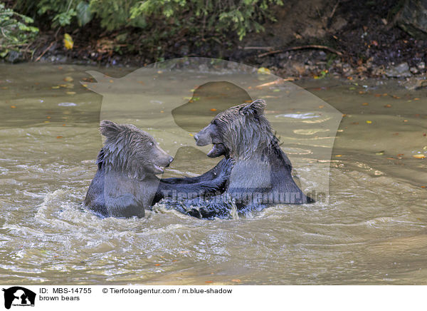 Europische Braunbren / brown bears / MBS-14755