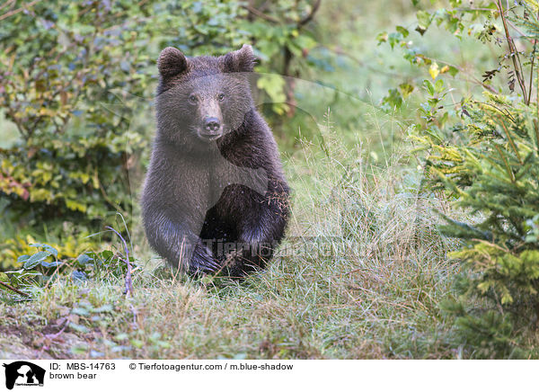 Europischer Braunbr / brown bear / MBS-14763