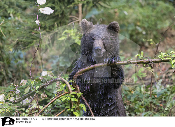 Europischer Braunbr / brown bear / MBS-14773