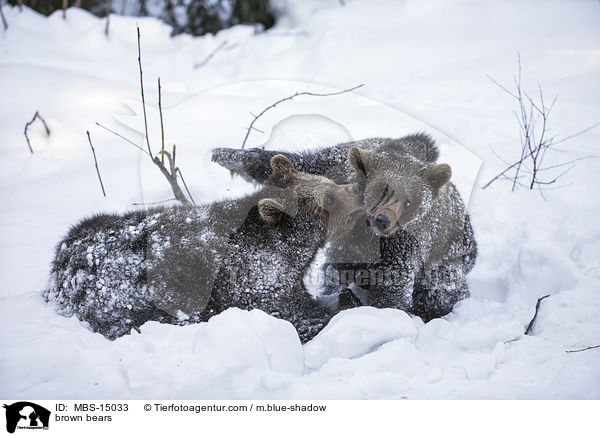 Europische Braunbren / brown bears / MBS-15033