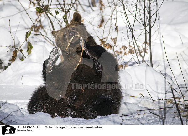 Europischer Braunbr / brown bear / MBS-15046