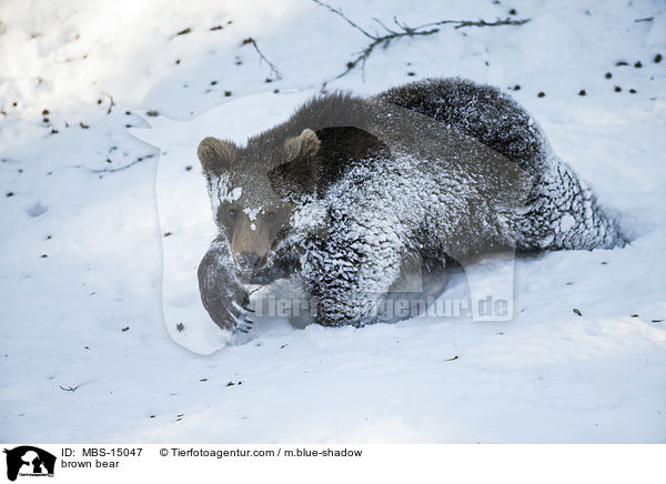 Europischer Braunbr / brown bear / MBS-15047