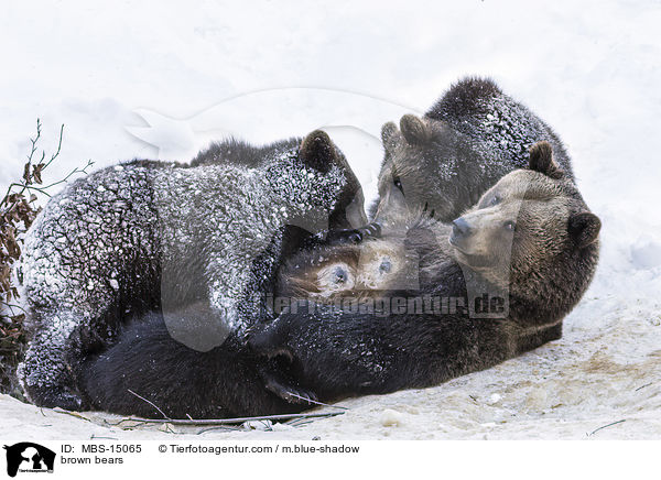 Europische Braunbren / brown bears / MBS-15065